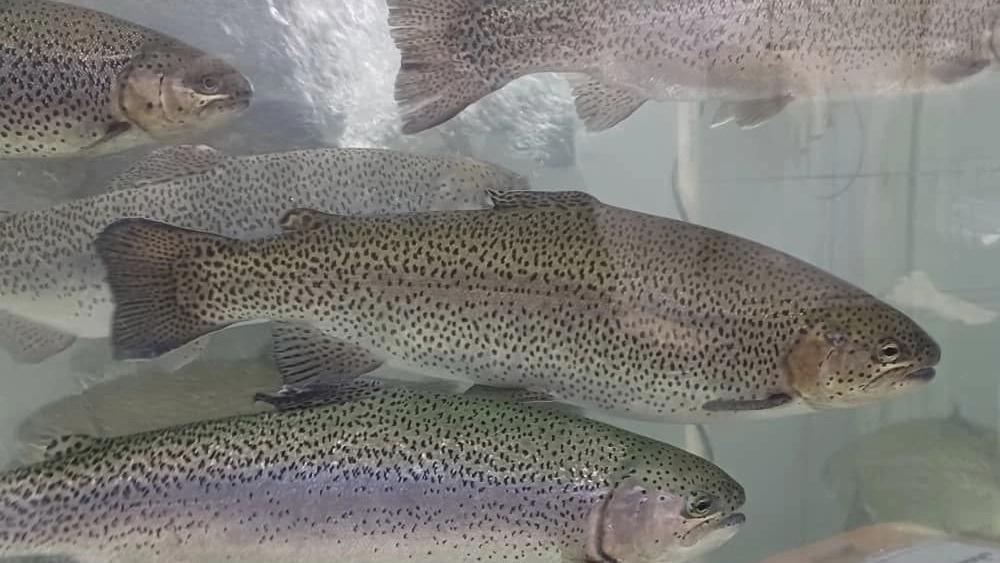 Purchase price of salmon fish feed