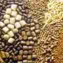 ماهی فود سوپلای، تولید کننده خوراک آبزیان و پت در شهرکرد