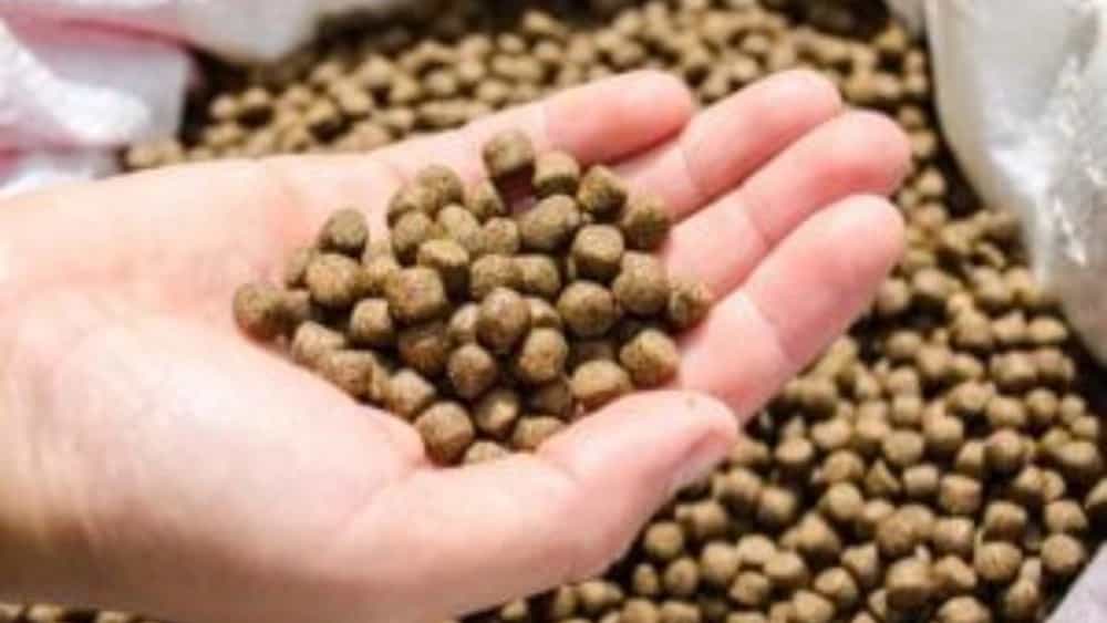 فروش غذای ماهی کپور پلیت با بهترین کیفیت و پایین ترین قیمت